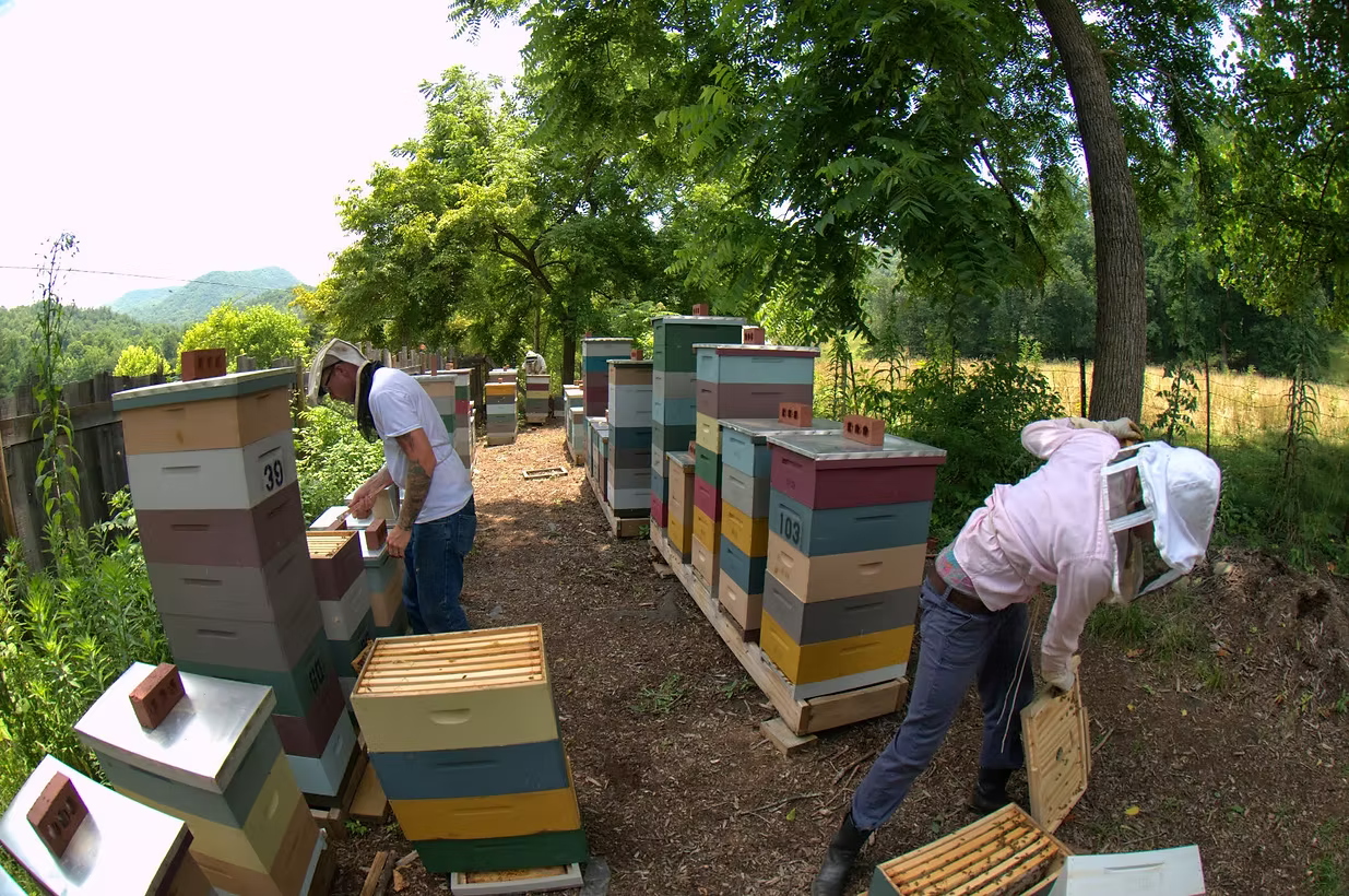 Wehrloom Honey