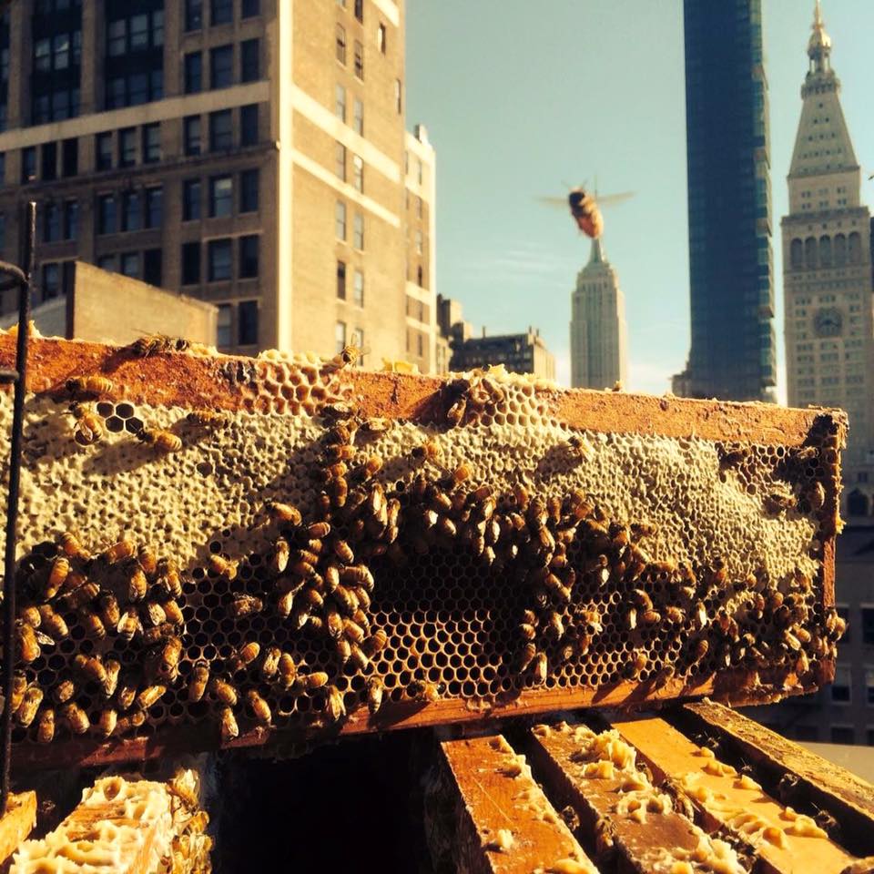 Andrew's Honey