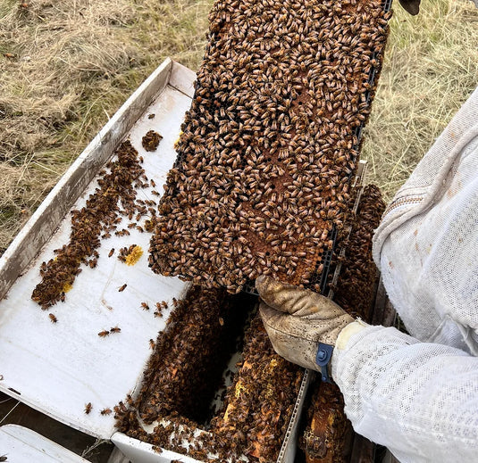 Nate's Nectar