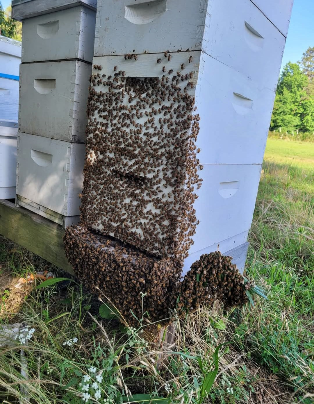 Scatter Creek Honey Farm
