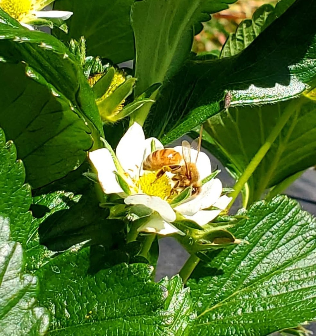 Scatter Creek Honey Farm