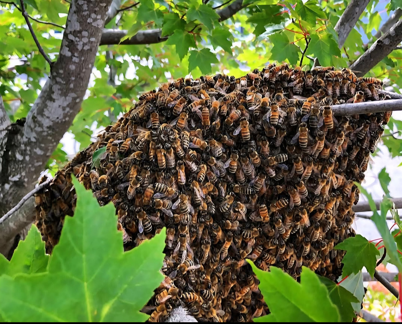 Scatter Creek Honey Farm